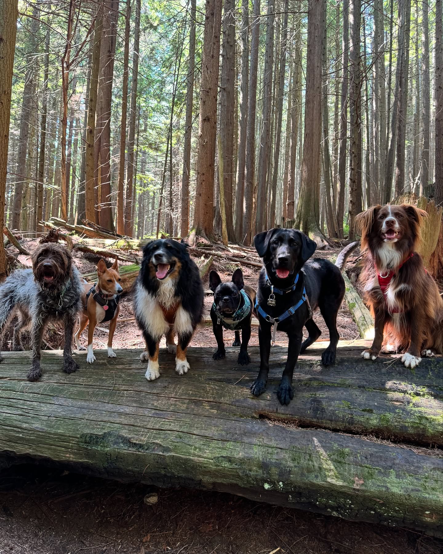 Happy dogs