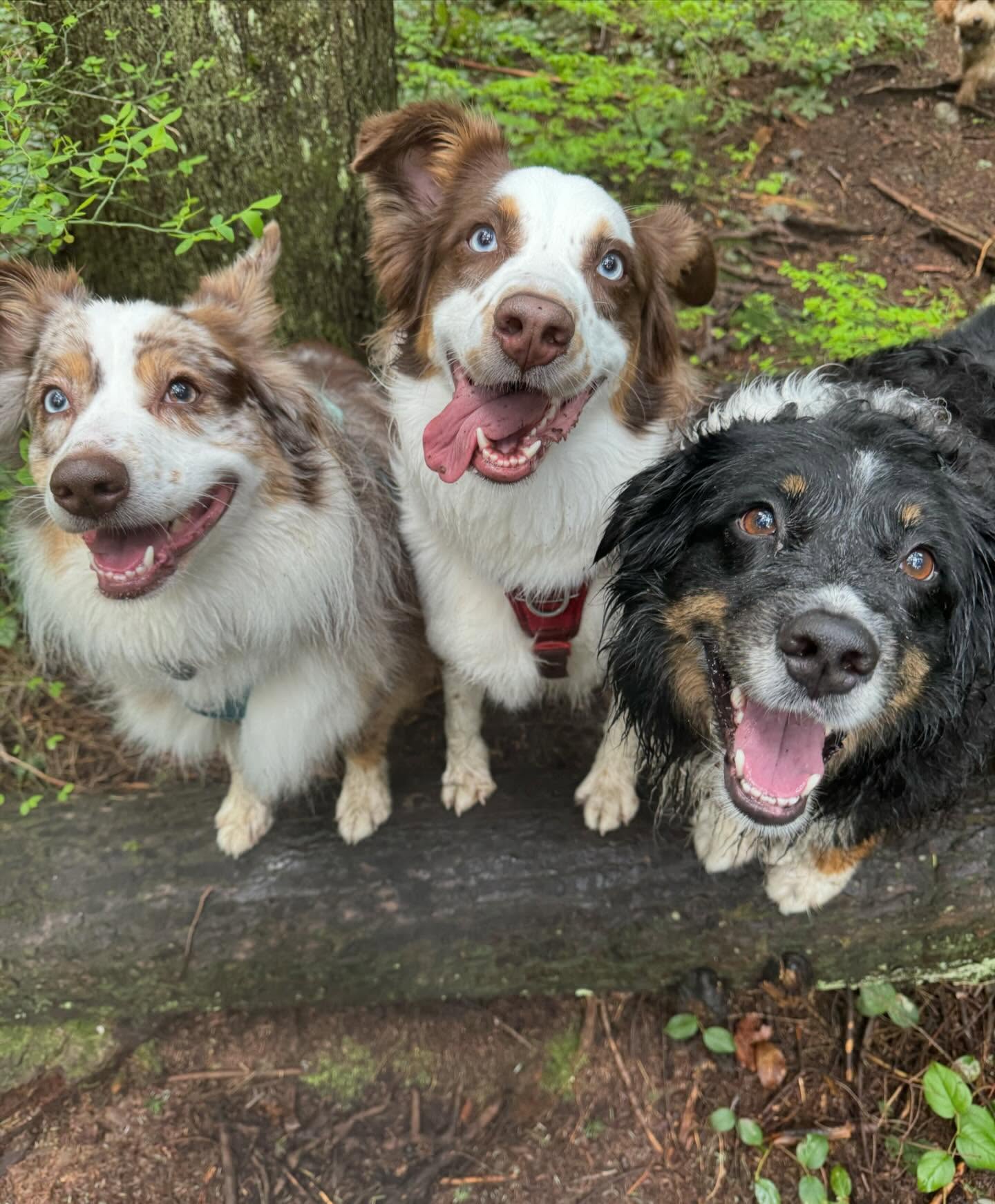 Dogs Image 1