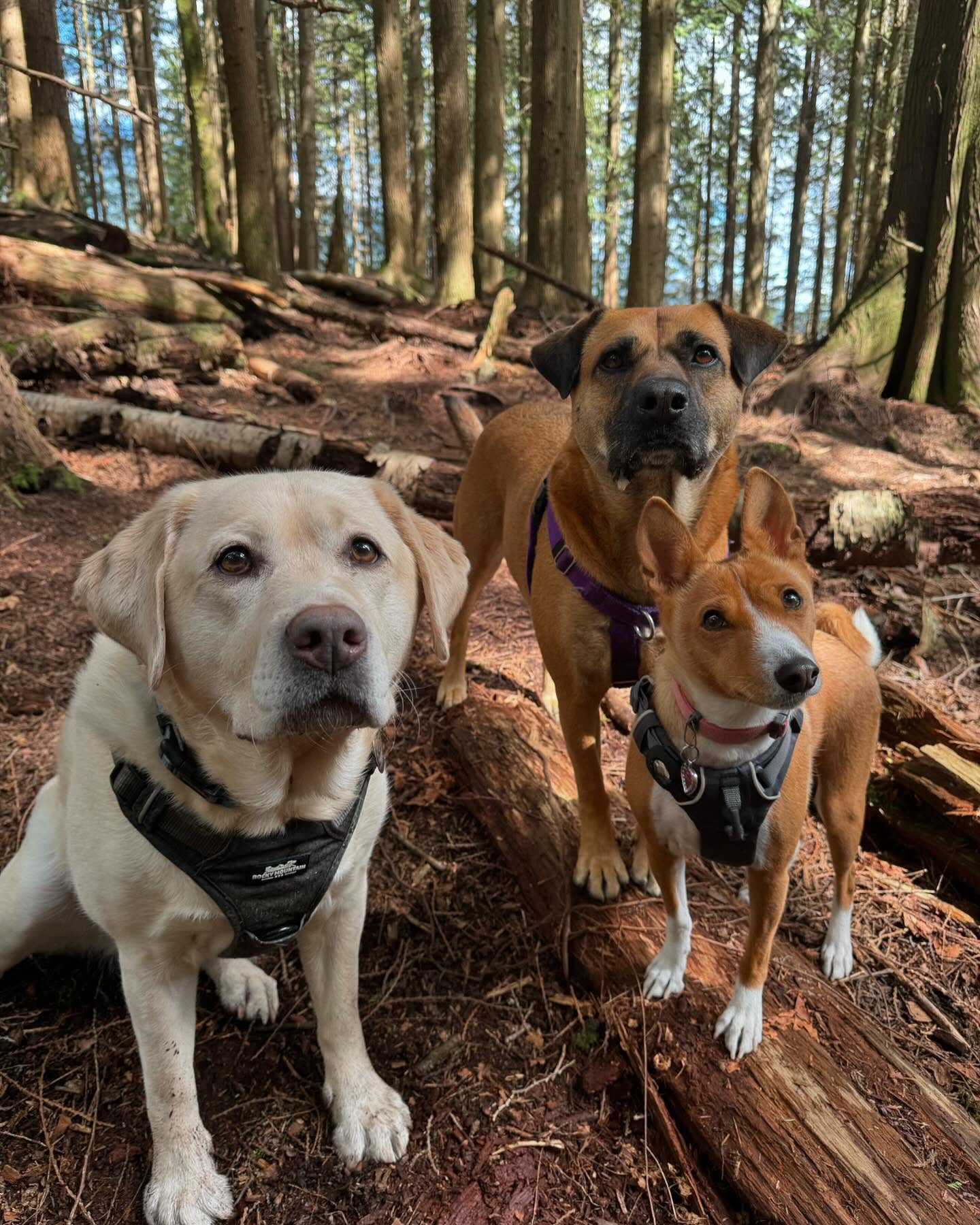 Dogs Image 2